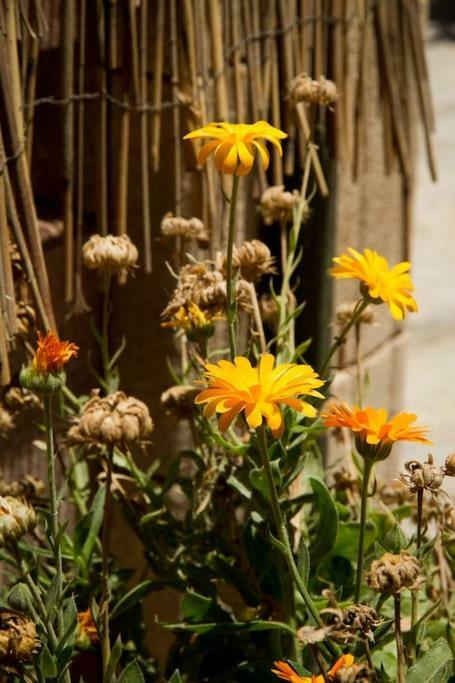 Ierapetra Garden Houseアパートメント エクステリア 写真